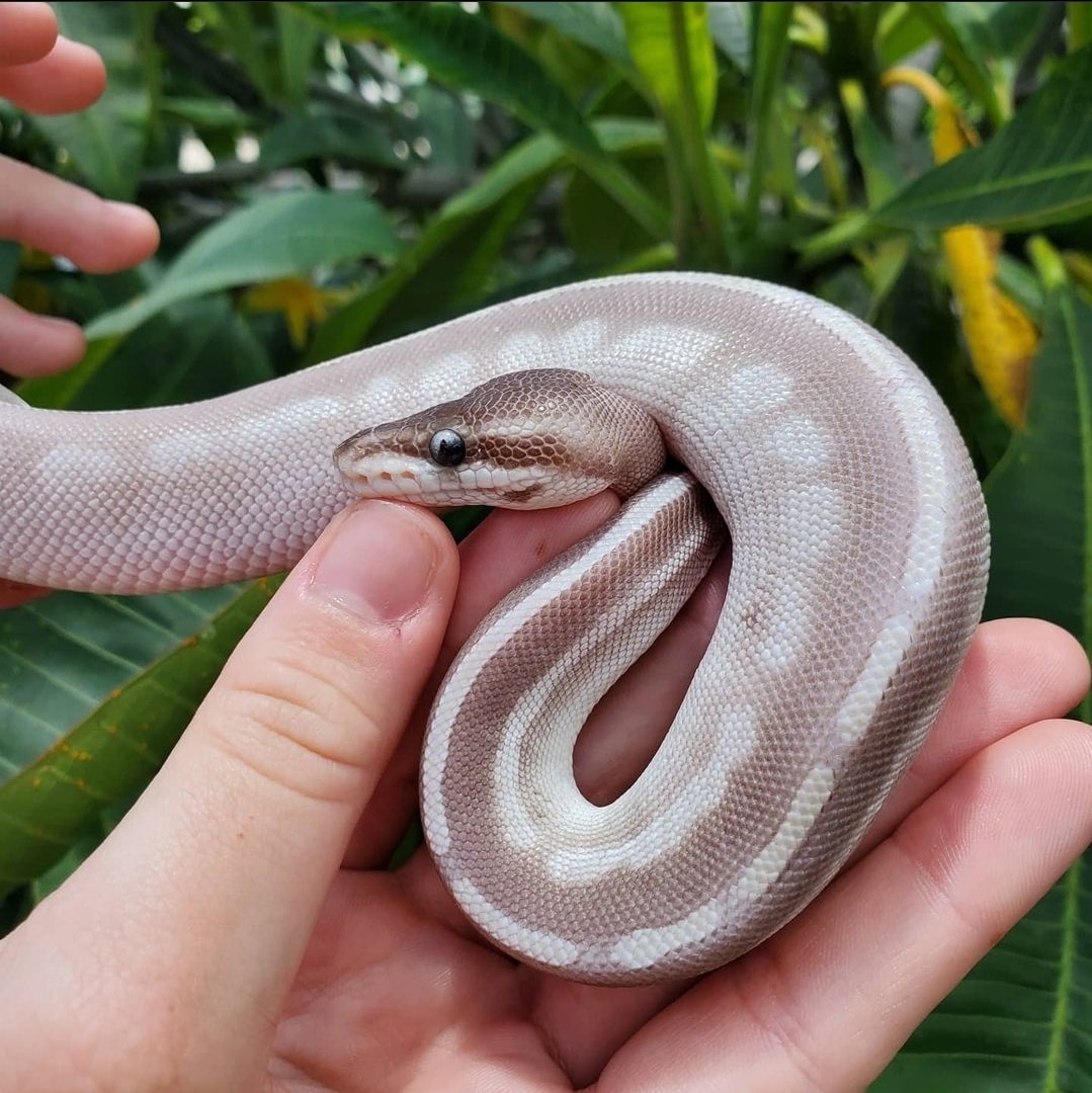 Soul Sucker Ball Python by Muscles Ball Pythons - MorphMarket