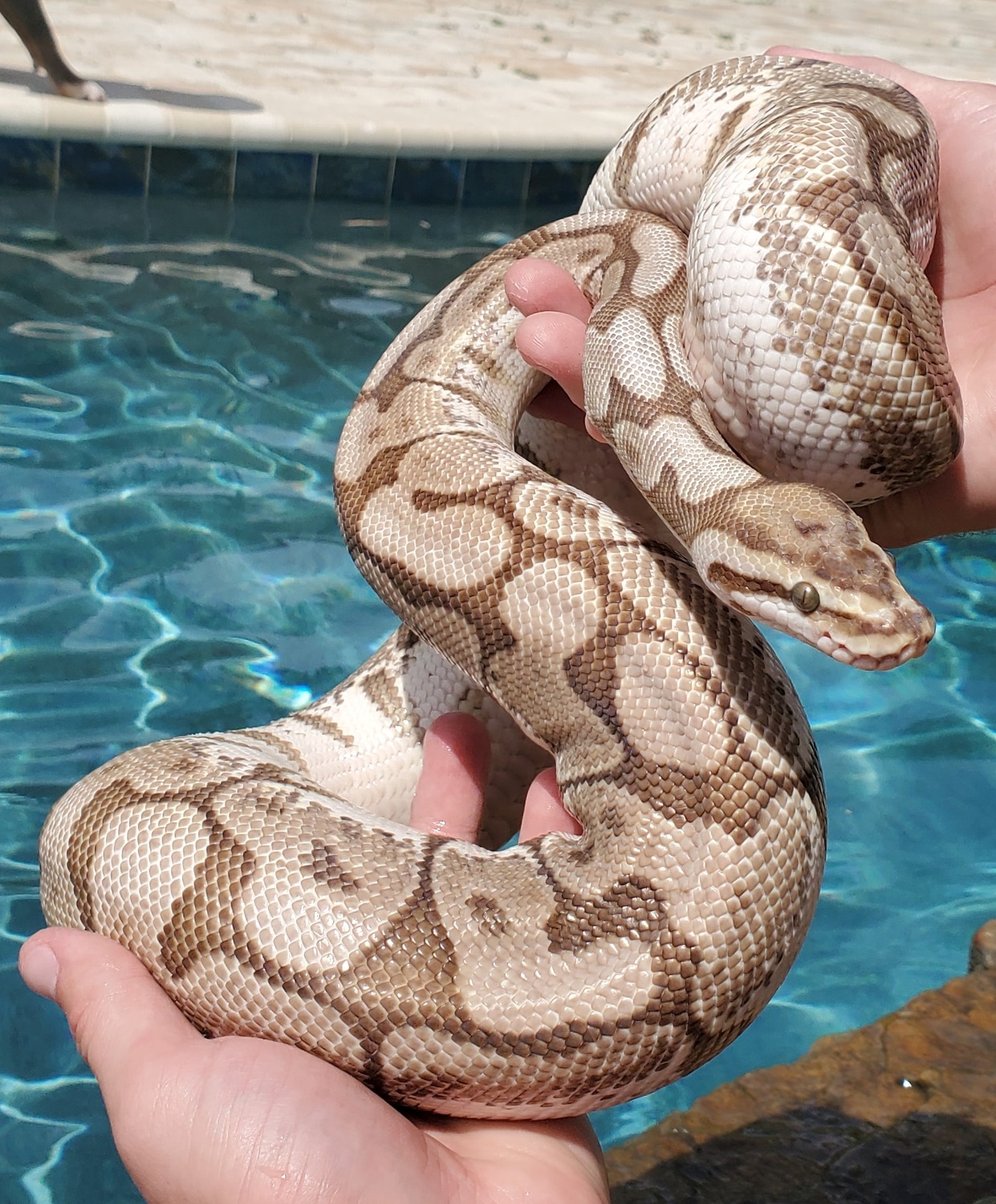 Queen Bee Ball Python by Muscles Ball Pythons - MorphMarket
