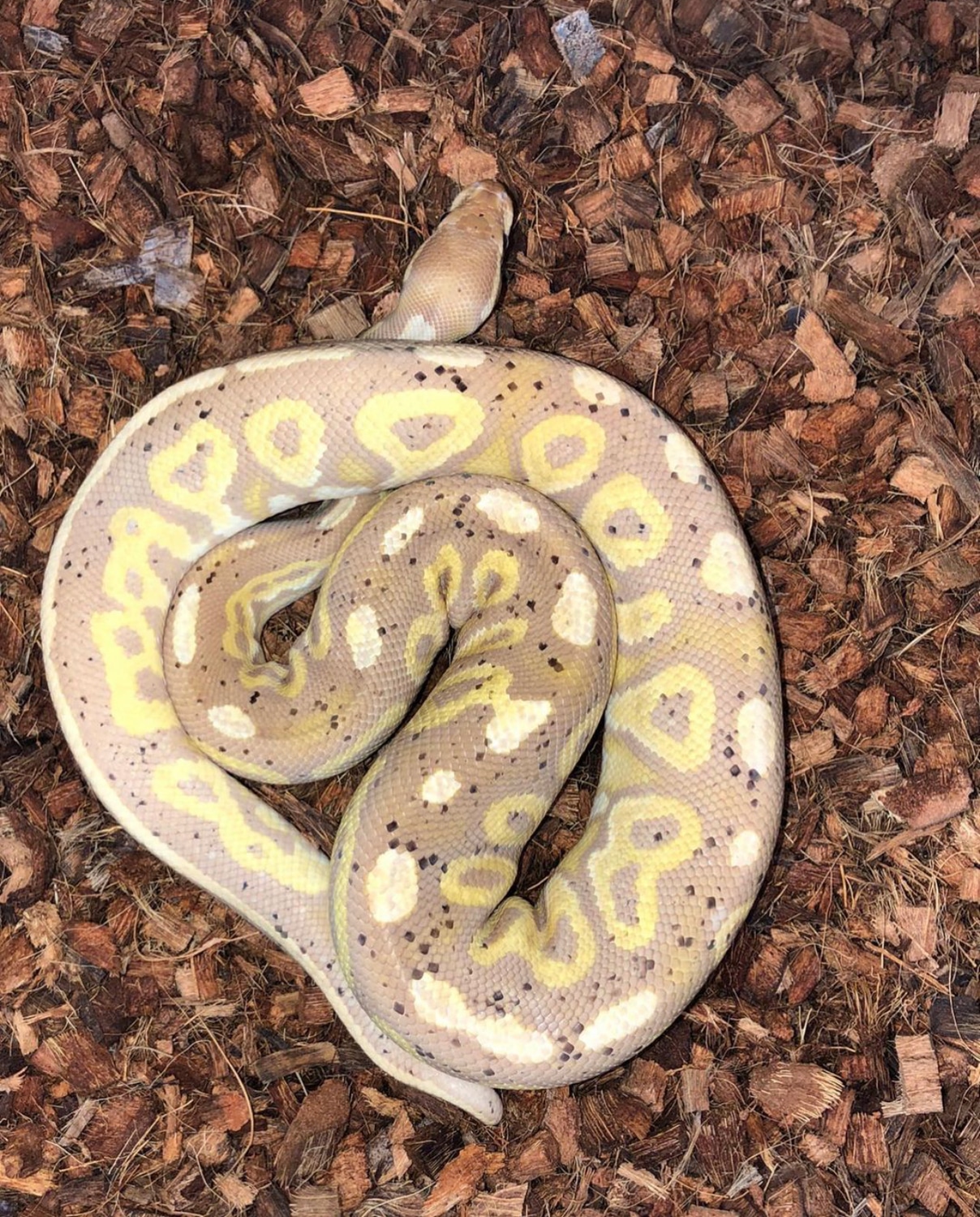 Banana Cinnamon Ball Python by Big Apple Pythons MorphMarket