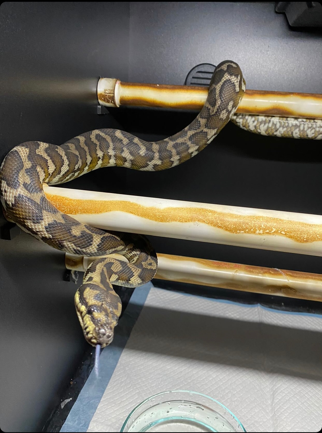 Female Papuan Carpet Python (Free Shipping) Irian Jaya Carpet Python by ...
