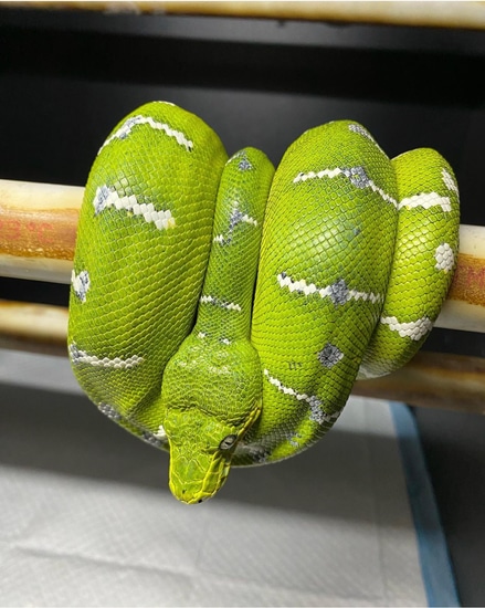 Northern Emerald Northern Emerald Tree Boa by Big Apple Pythons