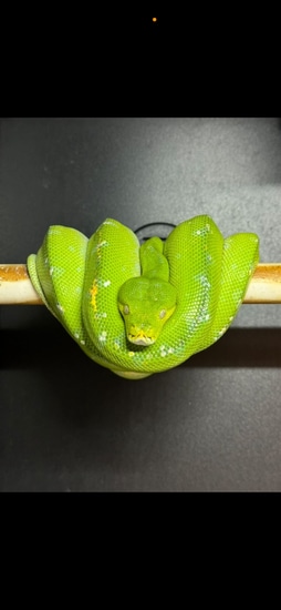 Aru (In My Care For 5 Years) Green Tree Python by Big Apple Pythons