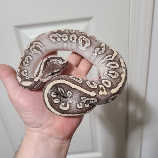 Super Mystic Ball Python by Dewayne Marshall