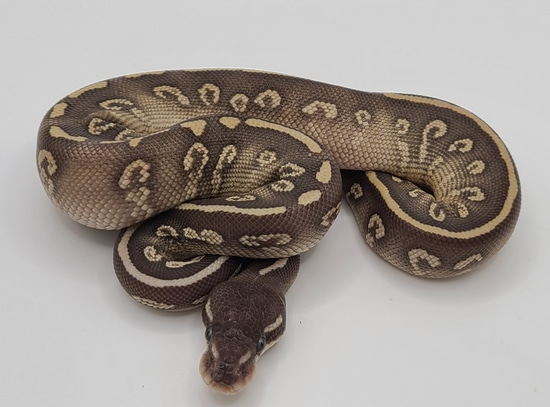 Super Mystic Ball Python by D & M Reptiles