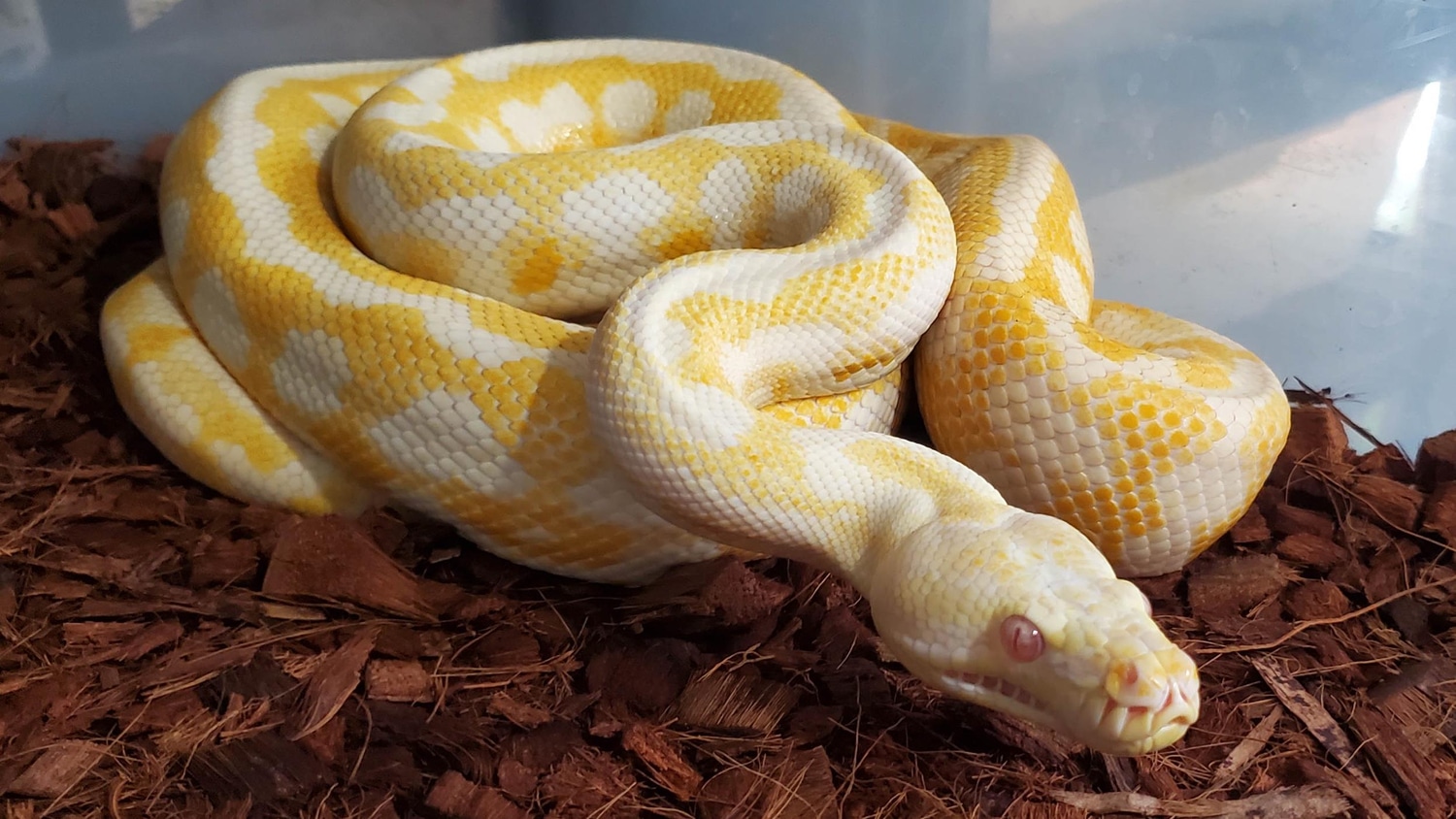 Albino Carpet Python Other Carpet Python by Gondwana Reptiles MorphMarket