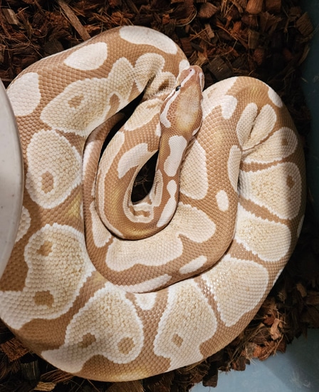 Ultrasnow (VPI Axanthic / Ultramel) Ball Python by Gondwana