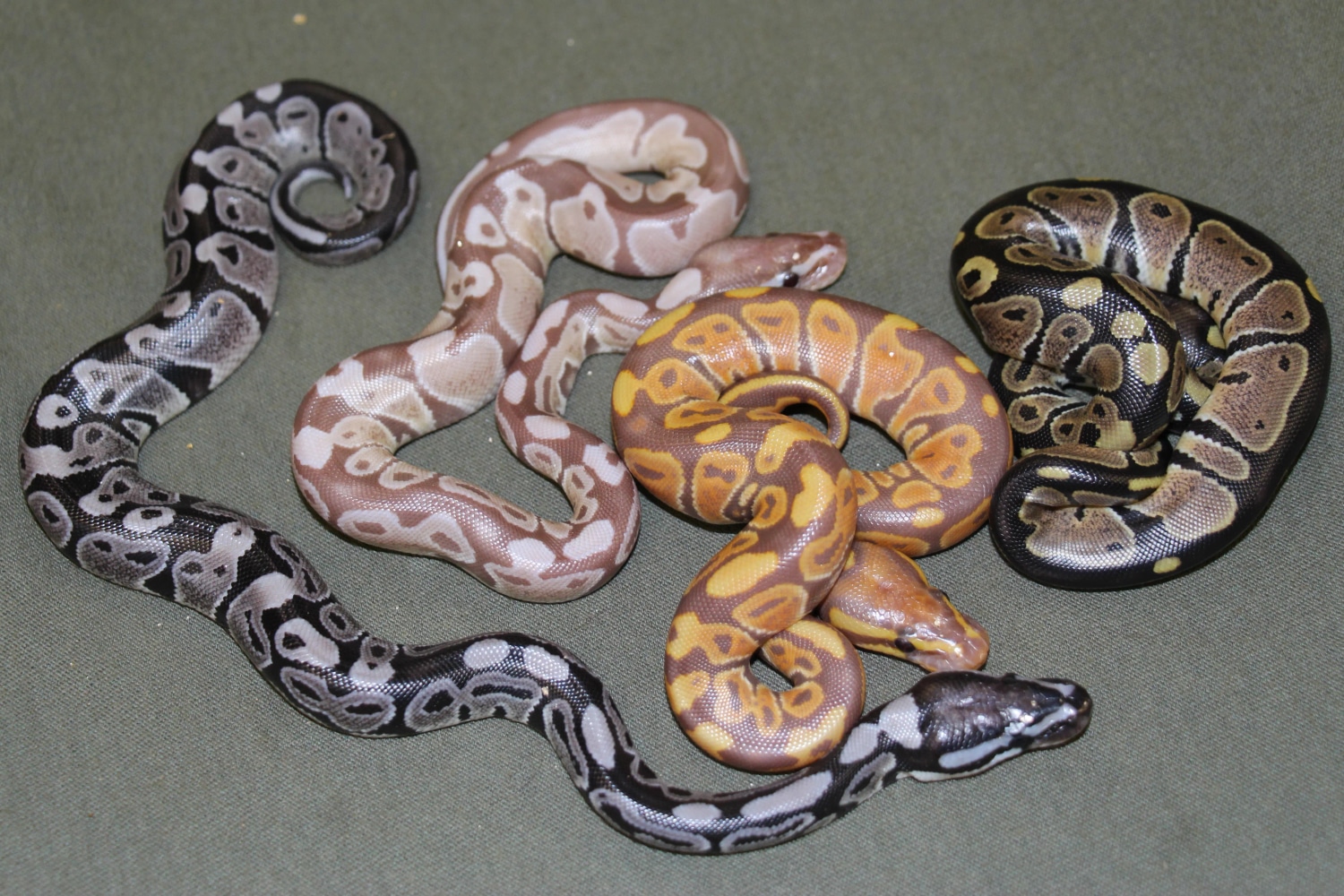 Ultra Snow (VPI Axanthic / Ultramel) Ball Python by Gondwana Reptiles ...