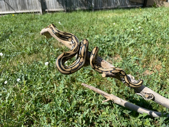 Tiger Reticulated Python by Dna Slithers & Critters