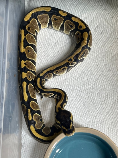 Normal Dh Axanthic Vip Pied Ball Python by Dna Slithers & Critters