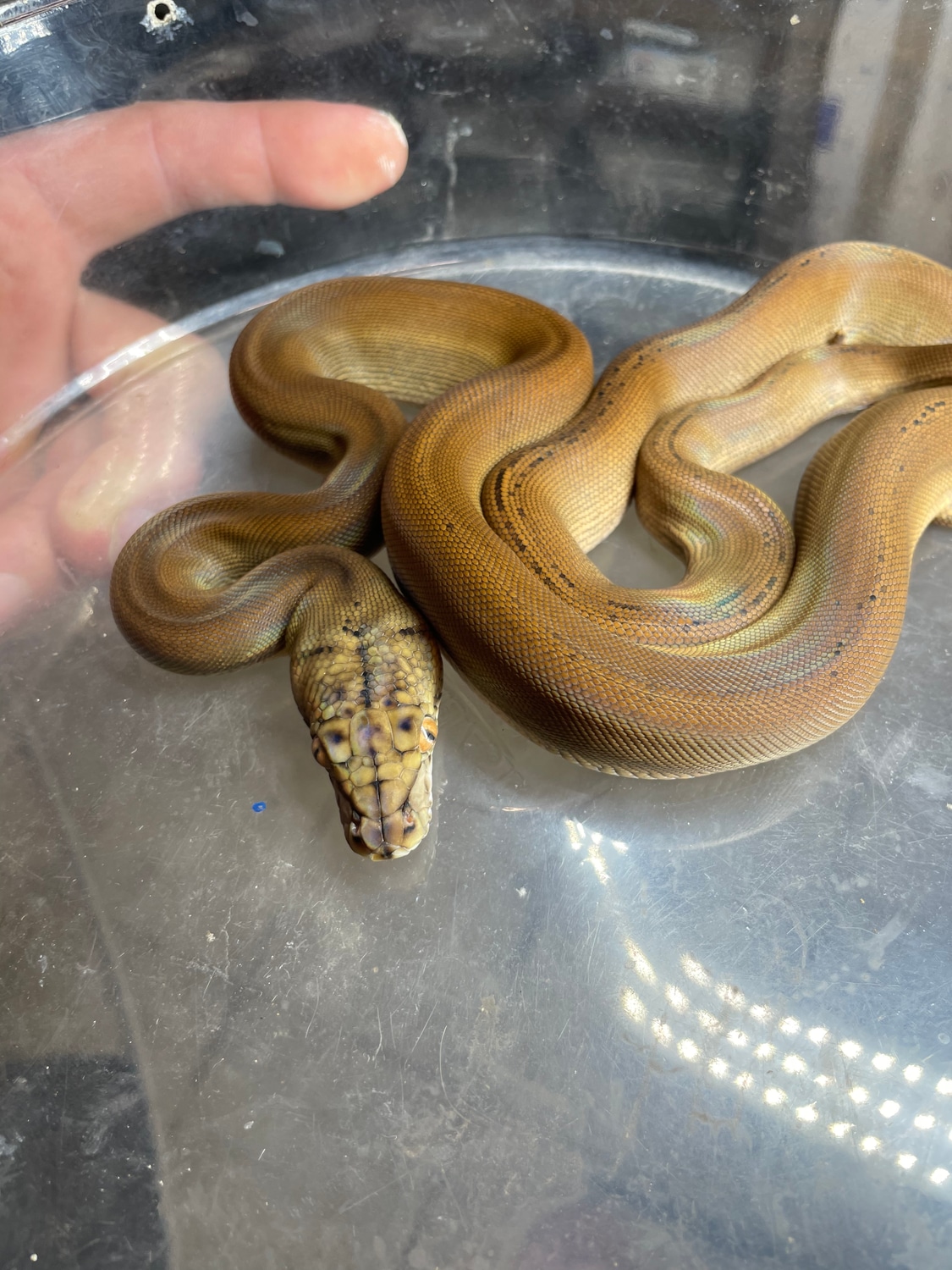 On Sale Till January Phantom Golden Child Ph Mocha Or Purple Phase ...