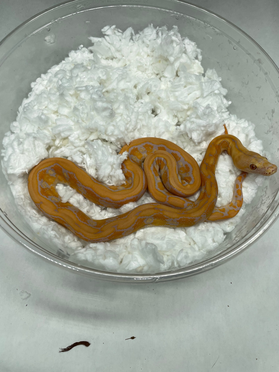 Lavender Tiger Het Pied Reticulated Python by Dna Slithers & Critters ...