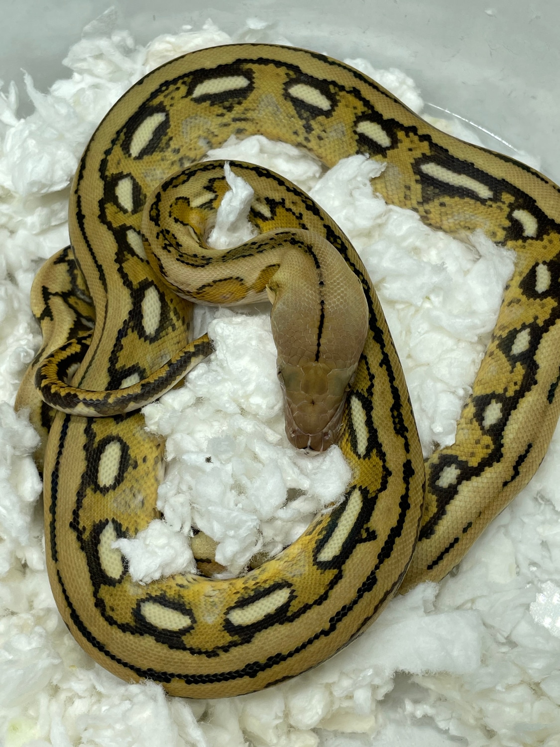 Tiger Pos Citron Het Albino Reticulated Python by Dna Slithers ...