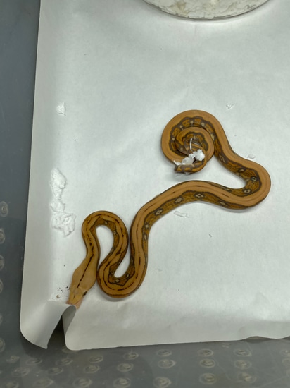 On Sale Till January Orange Glow Tiger Het Pied Reticulated Python by ...