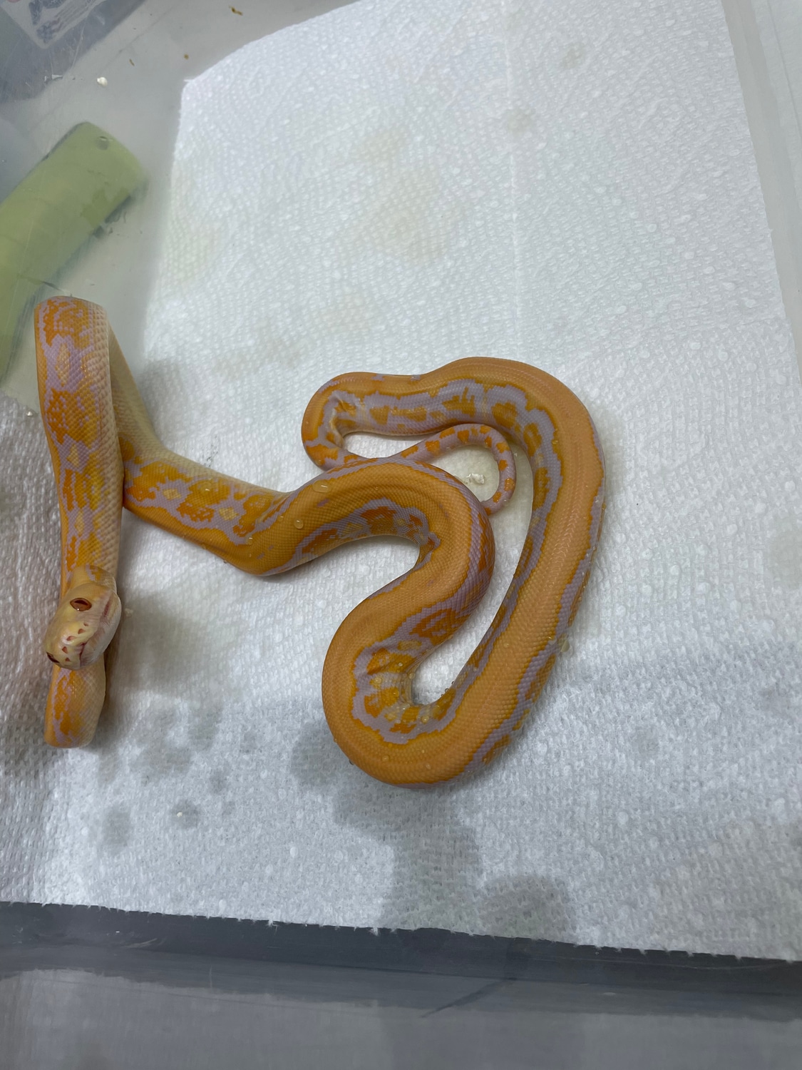 Sale 25% Off Lavender Tiger Het Pied Reticulated Python by Dna Slithers ...