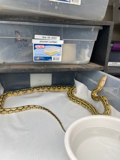 Sale 25% Off Tiger Het Albino Pos Het Citron Reticulated Python by Dna ...