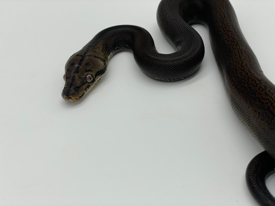Golden Child Dh White Phase Albino Pied Reticulated Python by Dna ...