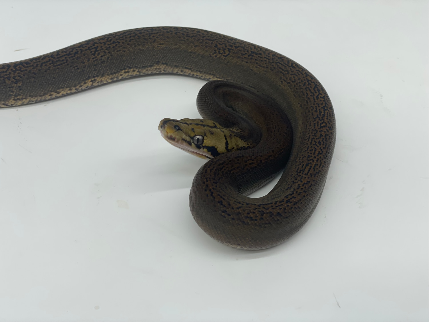 Golden Child Dh Pied, White Phase Albino Reticulated Python by Dna ...