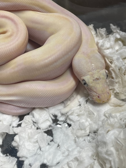 Cow Het Anthrax Reticulated Python by Dna Slithers & Critters