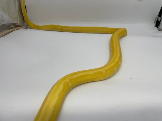 Lavender Phantom Sun Tiger Reticulated Python by Dna Slithers & Critters