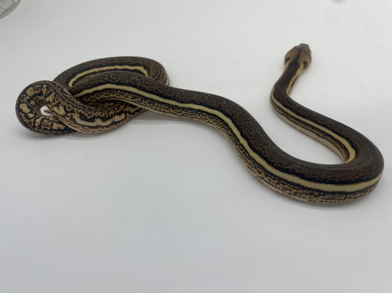 Anthrax Tiger Het Ogs Pos Het Purple Reticulated Python by Dna Slithers ...