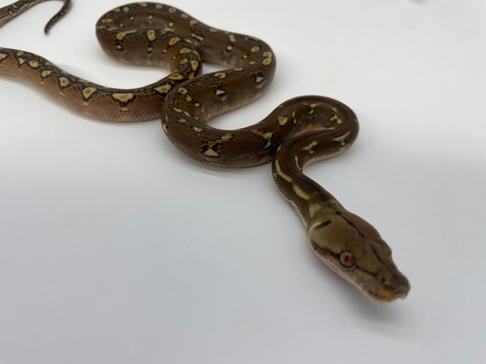 Phantom Dh Anthrax And Carmel/purple Reticulated Python by Dna Slithers ...