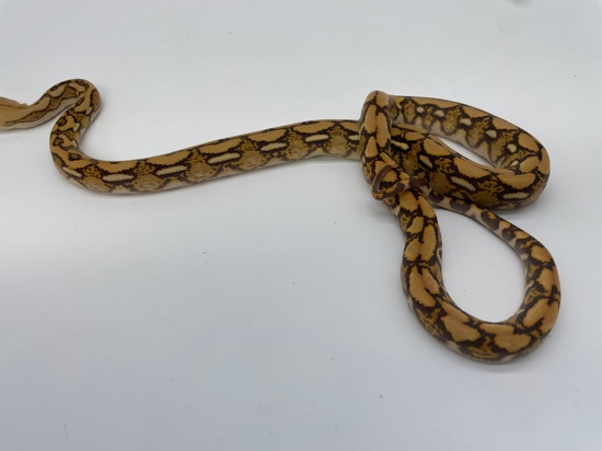 Mochino Tiger Reticulated Python by Dna Slithers & Critters