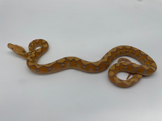 Orange Glow Reticulated Python by Dna Slithers & Critters