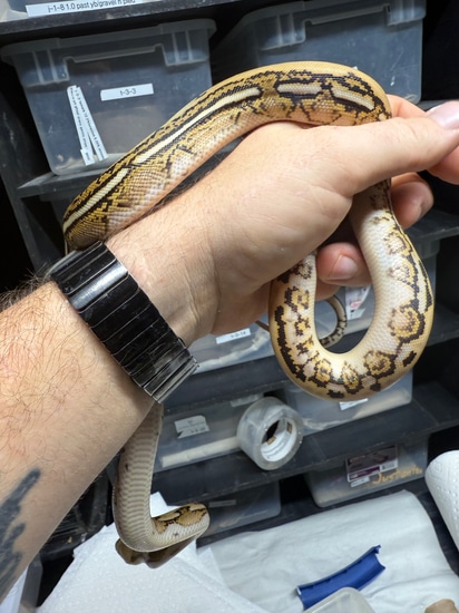 Tiger Th Anthrax Blond Ogs Reticulated Python by Dna Slithers & Critters