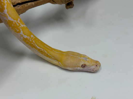 25% Kalatoa 9.34% Jampea White Phase Albino Tiger Reticulated Python by ...