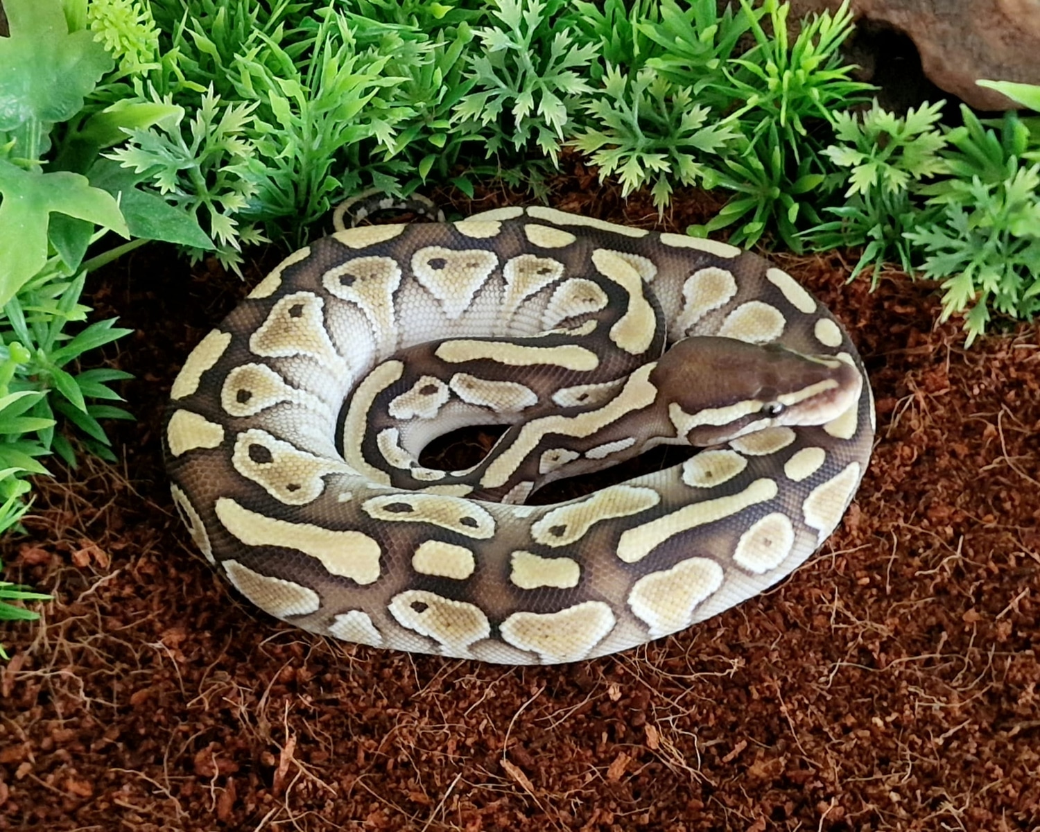 Butter Ball Python by D&H Royals - MorphMarket