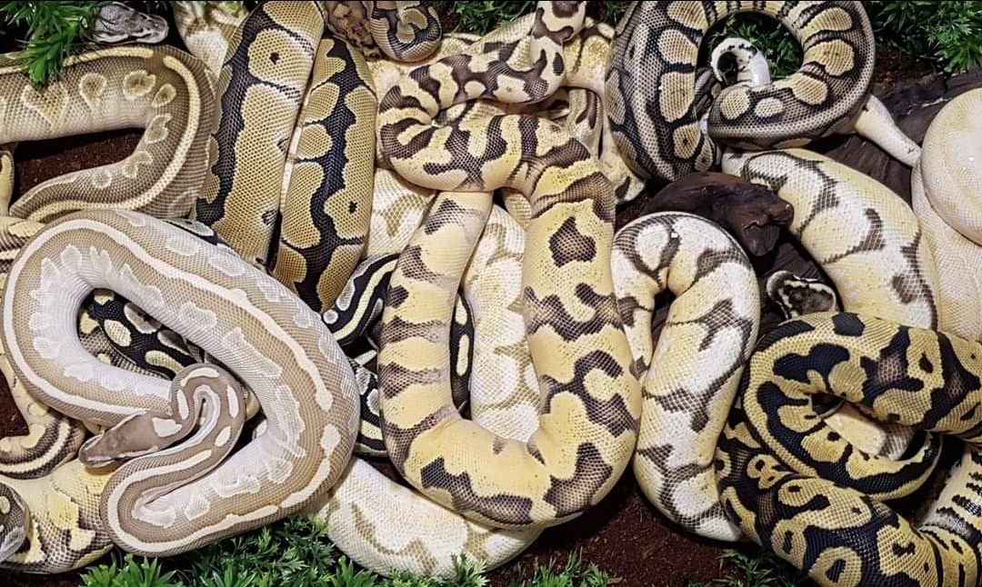 Burmese Python Clutch: B19 by D&H Royals - MorphMarket