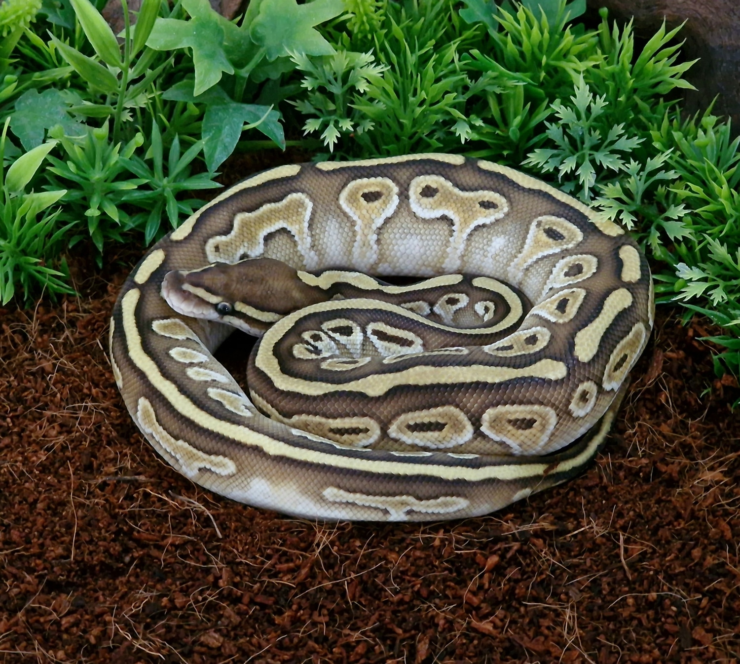 Lesser Mahogany Het Red Axanthic 66% Het Pied Ringer Ball Python by D&H ...