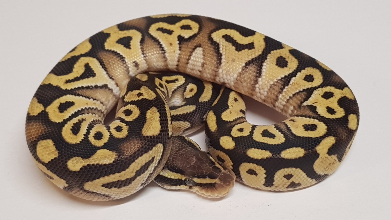 Pastave Poss.Yellowbelly Male Ball Python by DnKreptiles MorphMarket
