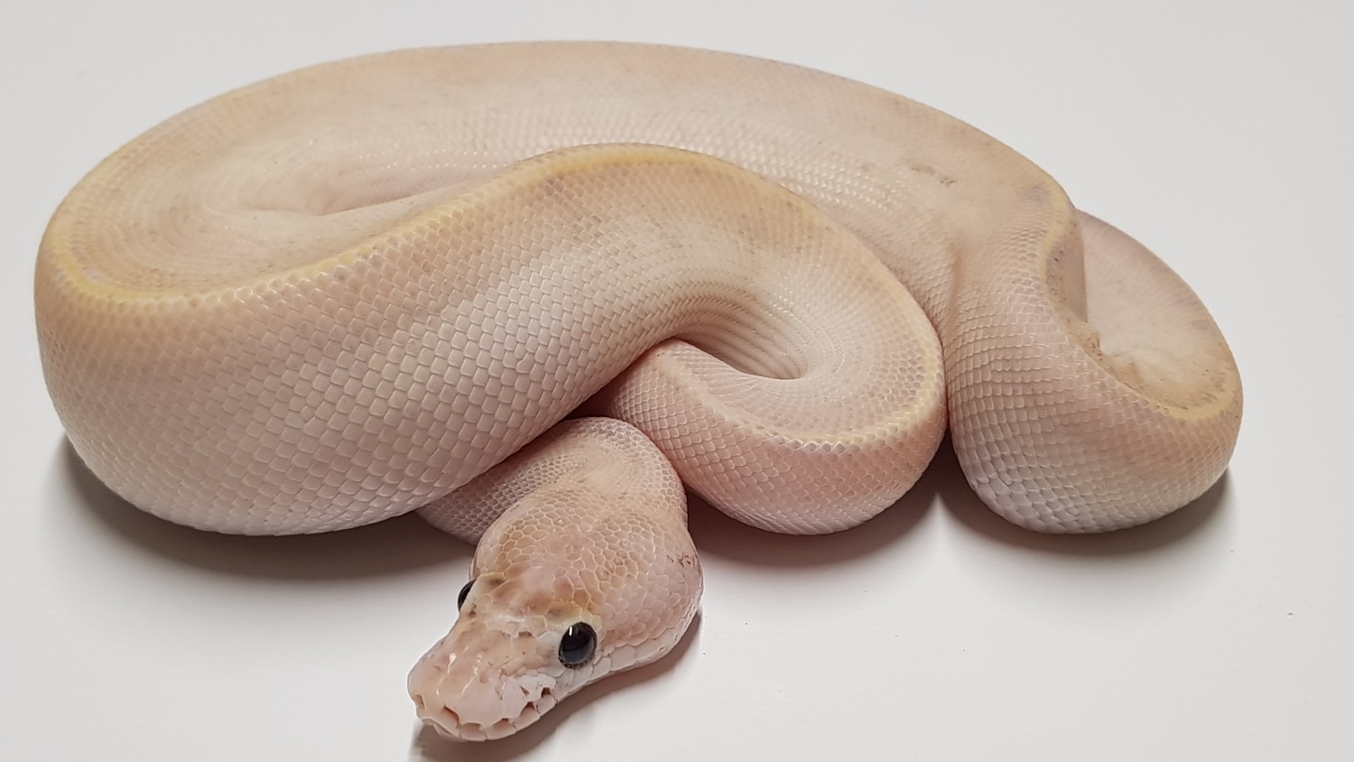 Ivory Male Ball Python by DnKreptiles - MorphMarket