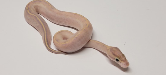 ivory female ball python by sun devil reptiles llc -... Ivory Female Ball Python by DnKreptiles