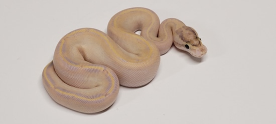 ivory female ball python by sun devil reptiles llc -... Ivory Female Ball Python by DnKreptiles
