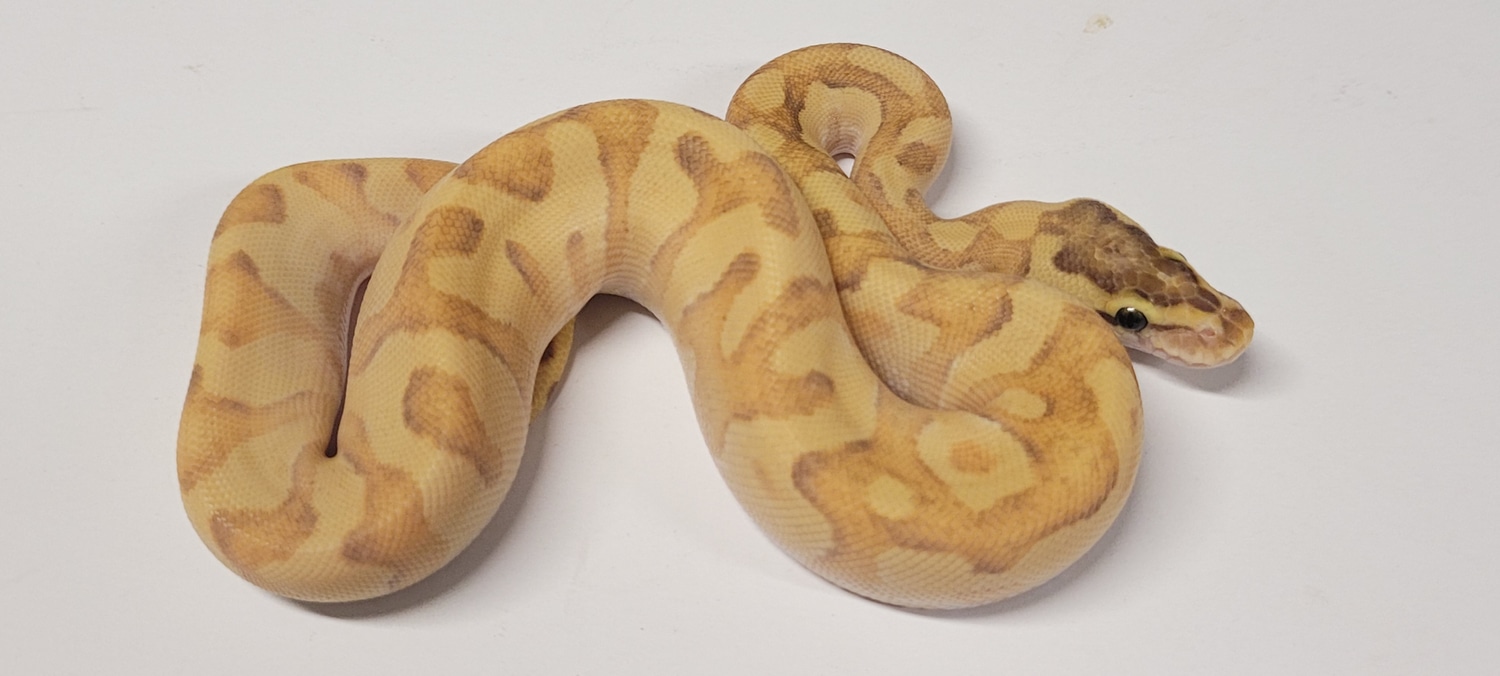 Super Enchi Mojave Fire Ball Python by DnKreptiles - MorphMarket