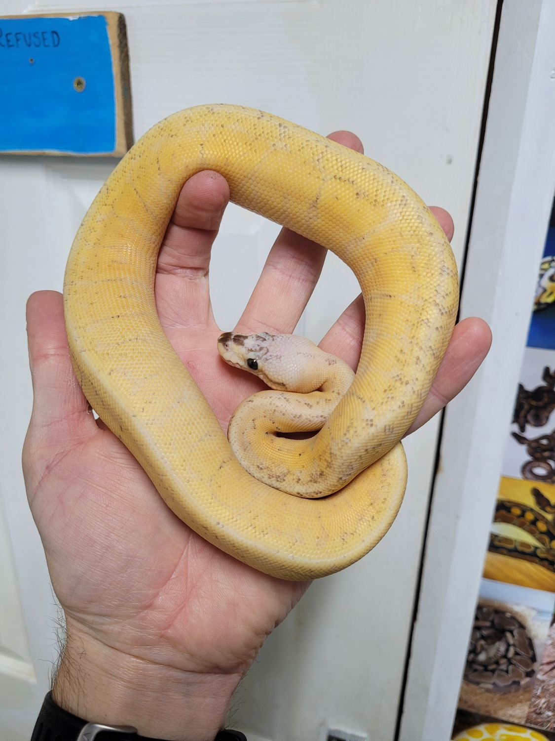 Vanilla Super Pastel Pinstripe Gravel / Yellowbelly Ball Python by ...