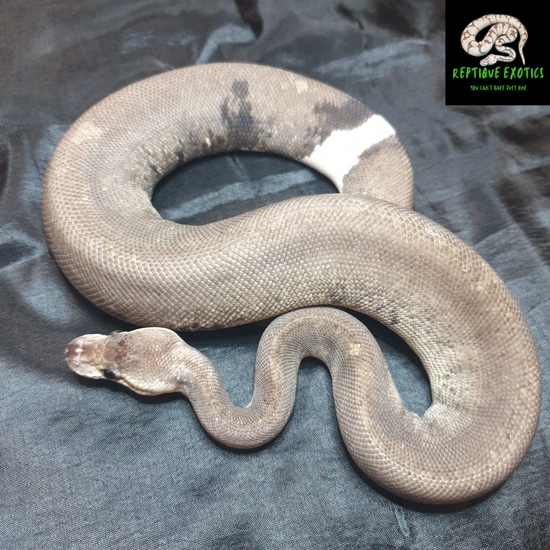 Silver Bullet Ball Python by Reptique Exotics