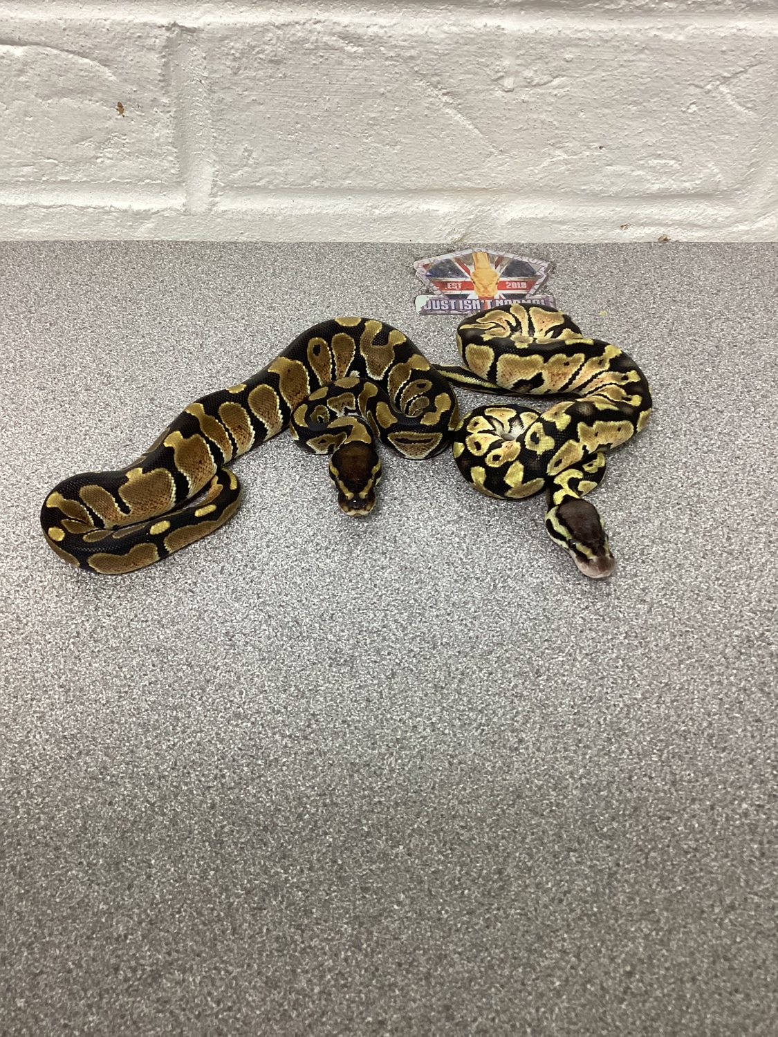 CB 22 Double Het DG Puzzles Male Normal Female Pastel Ball Python by ...