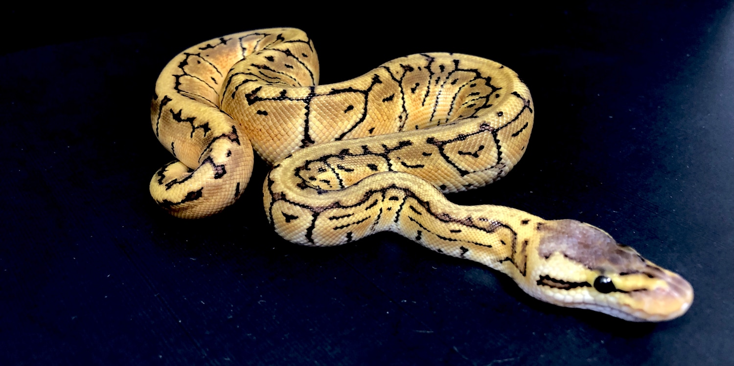 Lemon Blast Het Clown **FREE SHIPPING** Ball Python by Good Guy Reptile ...