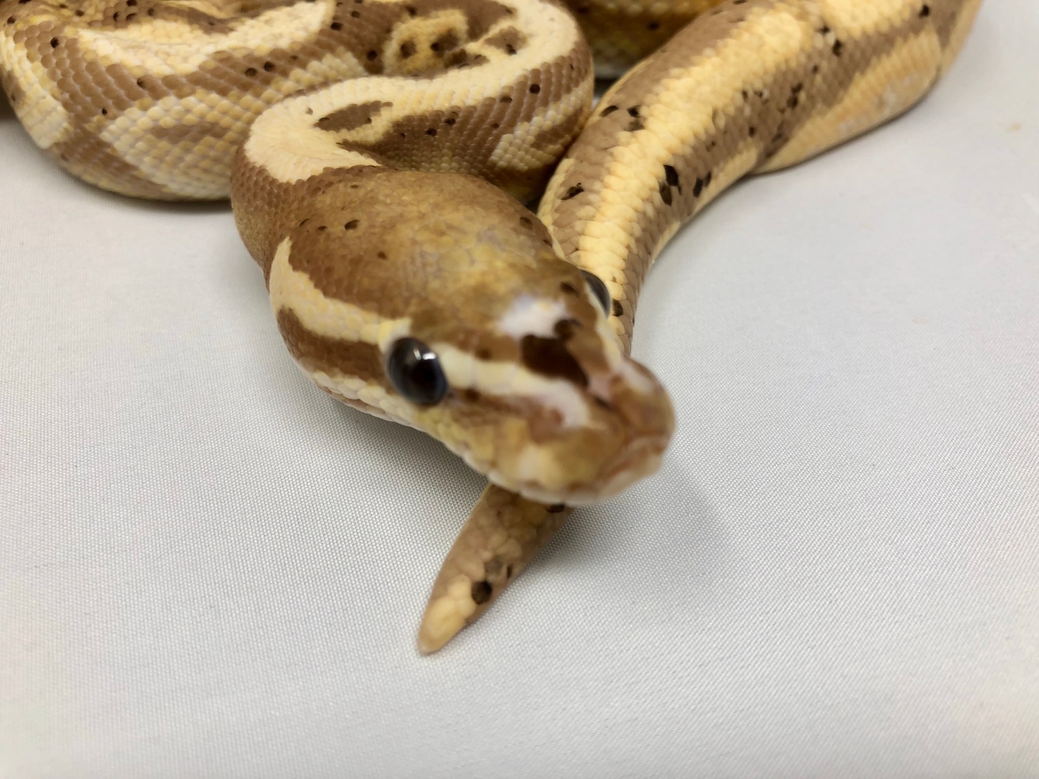 Make Scaleless This Season...With This Pair Ball Python by Good Guy ...