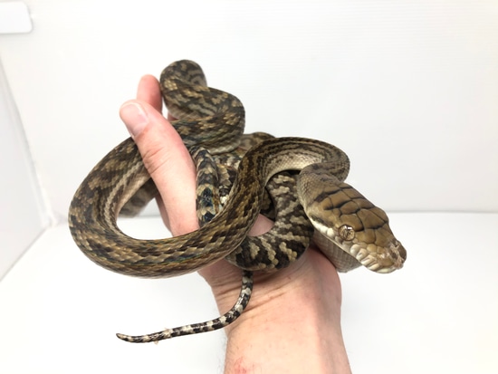 Sorong Scrub (Amethystine) Python Scrub Python by Good Guy Reptile Family