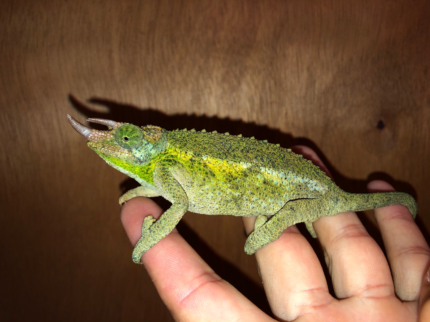 PAIR Rainbow Jackson's Chameleon by Good Guy Reptile Family MorphMarket