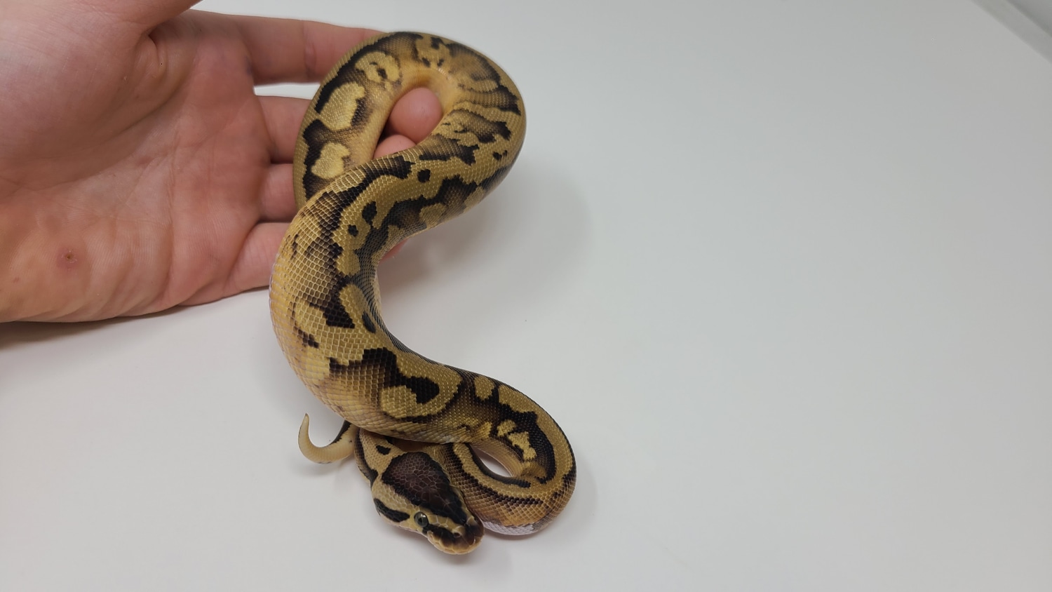 Pastel Pied Pos Enchi Spotnose Ball Python by Good Guy Reptile Family