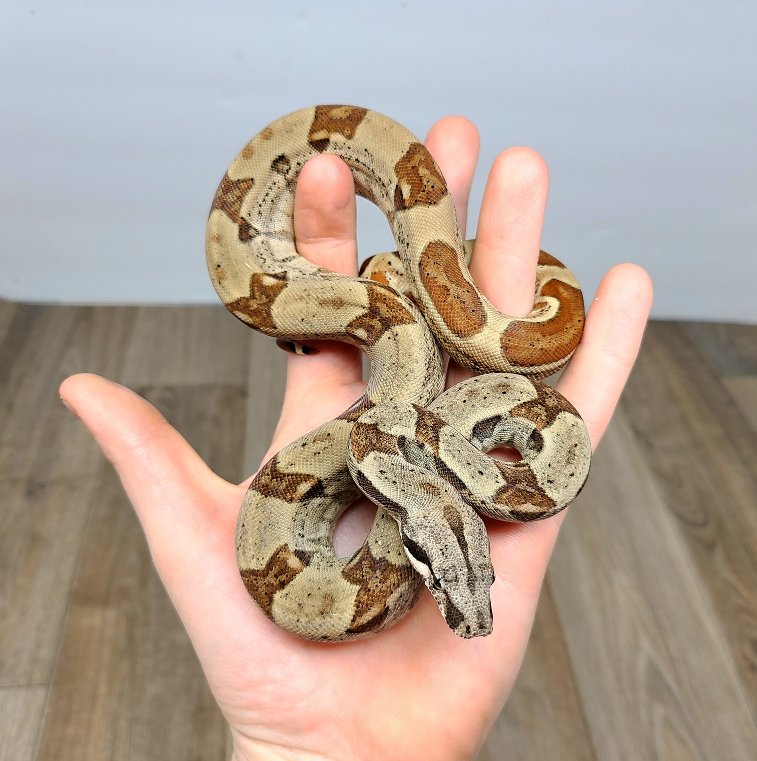 Hypo Jungle Boa Constrictor by Good Guy Reptile Family MorphMarket