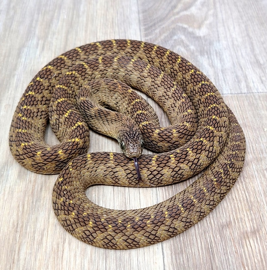 Central African Egg Eating Snake (Dasypeltis Fasciata) More Colubrid by ...