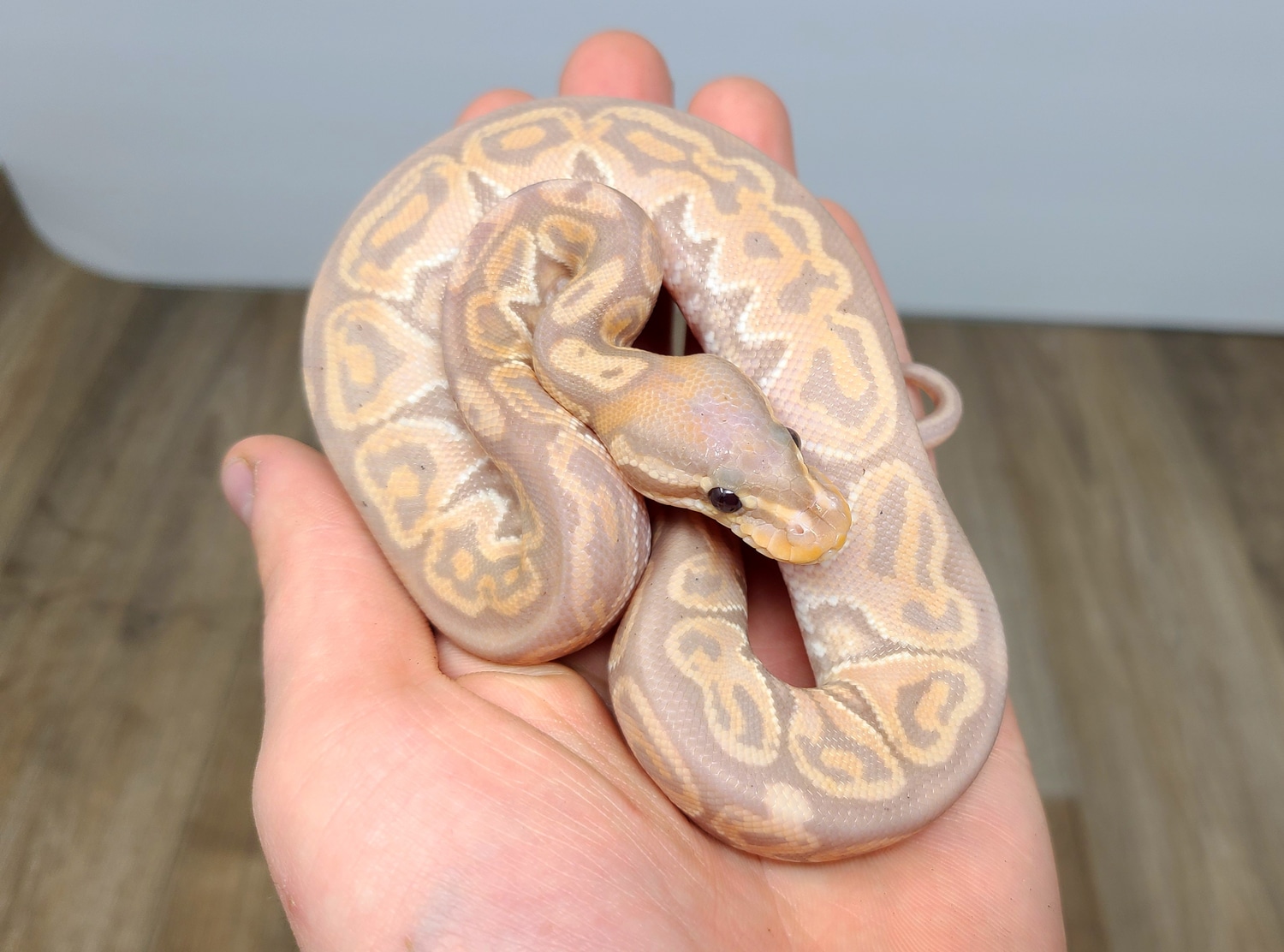 Banana Cinny Het Red Axanthic Ball Python by Good Guy Reptile Family MorphMarket