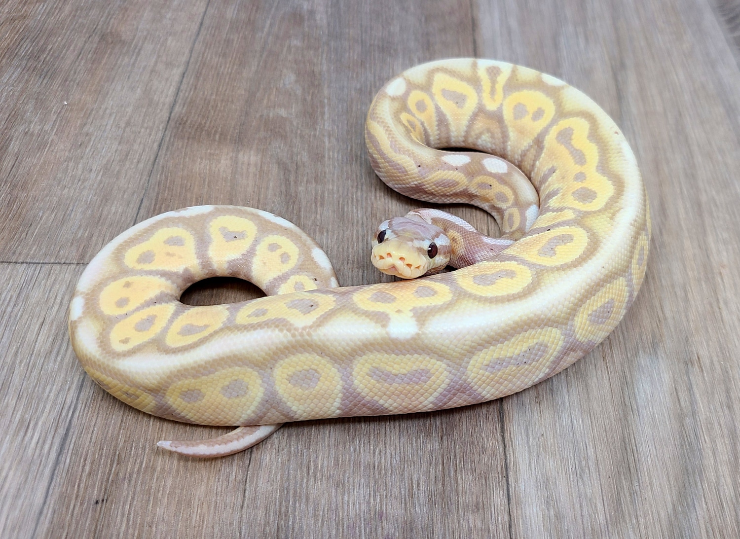 Banana Het Red Axanthic Ball Python by Good Guy Reptile Family MorphMarket