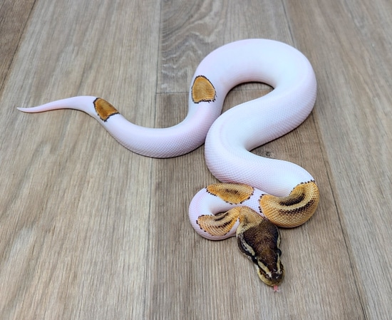 Yellowbelly Mystic Pied Ball Python by Good Guy Reptile Family